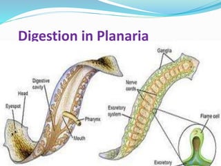 Digestion in Planaria 
 