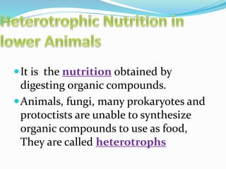 It is the nutrition obtained by 
digesting organic compounds. 
Animals, fungi, many prokaryotes and 
protoctists are unable to synthesize 
organic compounds to use as food, 
They are called heterotrophs 
 