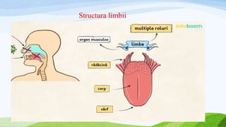 Structura limbii
 