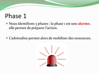 Phase 1 
 Nous identifions 3 phases : la phase 1 est une alarme, 
elle permet de préparer l’action. 
 L’adrénaline permet alors de mobiliser des ressources. 
 
