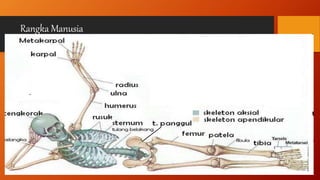 Rangka Manusia
 