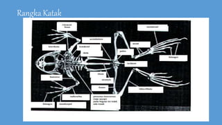 Rangka Katak
 
