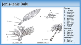 Plumae
1. Calamus
2. Umbilicus
Inferior
3. Umbilicus
Superior
4. Vexillum
5. Barbulae
Interior
6. Barbulae
Superior
7. Radioli
Plumulae
1. Calamus
2. Ranchis
3. Barbae
4. Barbulae
Filoplumae
1. Calamus
2. Barbae
22
1
2
3 4
5
6
7
1
2
3
4
1
2
 