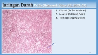 1. Eritrosit (Sel Darah Merah)
2. Leukosit (Sel Darah Putih)
3. Trombosit (Keping Darah)
30
1
 