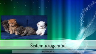 Sistem urogenital
Praktikum 7
 