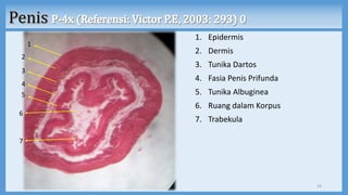 1. Epidermis
2. Dermis
3. Tunika Dartos
4. Fasia Penis Prifunda
5. Tunika Albuginea
6. Ruang dalam Korpus
7. Trabekula
33
1
2
3
4
5
6
7
 