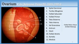 1. Epitel Germinal
2. Tunika Albuginea
3. Folikel Sekunder
4. Folikel Primer
5. Teka Eksterna
6. Teka Interna
7. Sel Granulosa
8. Antrum
9. Oosit
10. Folikel Atretis
11. Korteks
12. Medula
35
1
2
3
4
12
5
7
6
8
9
11
10
Folikel Matur Besar
(Folikel Matang)
 