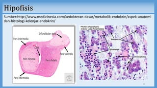 Sumber:http://www.medicinesia.com/kedokteran-dasar/metabolik-endokrin/aspek-anatomi-
dan-histologi-kelenjar-endokrin/
36
 