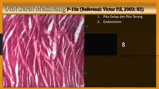 1. Pita Gelap dan Pita Terang
2. Endomisium
8
1
2
 