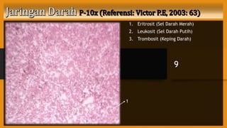 1. Eritrosit (Sel Darah Merah)
2. Leukosit (Sel Darah Putih)
3. Trombosit (Keping Darah)
9
1
 