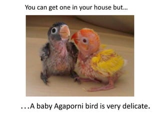 …A baby Agaporni bird is very delicate.
You can get one in your house but…
 