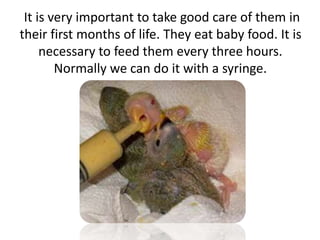 It is very important to take good care of them in
their first months of life. They eat baby food. It is
necessary to feed them every three hours.
Normally we can do it with a syringe.
 