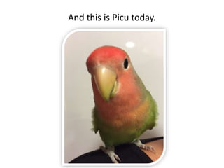 And this is Picu today.
 