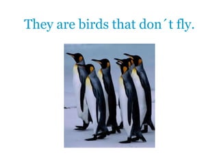They are birds that don´t fly.
 