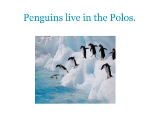 Penguins live in the Polos.
 