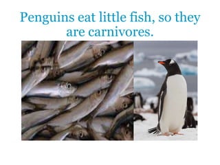 Penguins eat little fish, so they
are carnivores.
 
