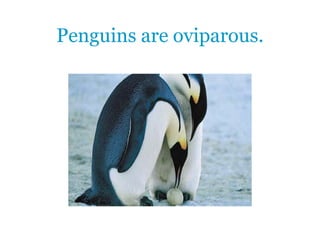 Penguins are oviparous.
 