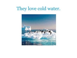 They love cold water.
 