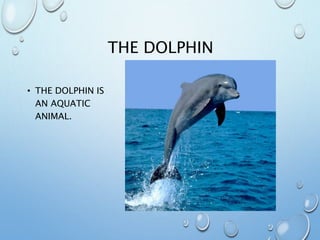 THE DOLPHIN
• THE DOLPHIN IS
AN AQUATIC
ANIMAL.
 