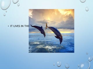 • IT LIVES IN THE SEA.
 