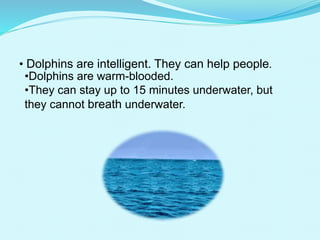 • Dolphins are intelligent. They can help people.
•Dolphins are warm-blooded.
•They can stay up to 15 minutes underwater, but
they cannot breath underwater.
 