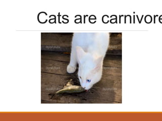 Cats are carnivore
 