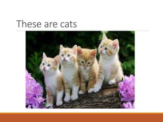 These are cats
 