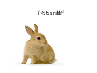 This is a rabbit
 