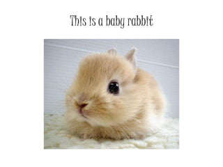 This is a baby rabbit
 