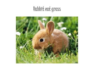 Rabbit eat grass
 