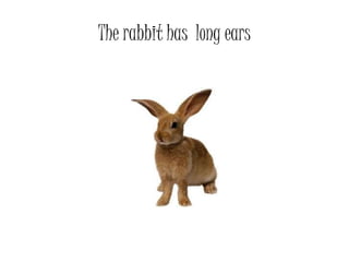 The rabbit has long ears
 