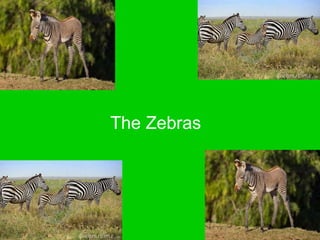 The Zebras
 