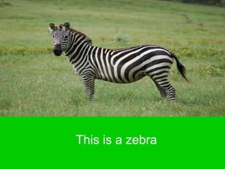 This is a zebra
This is a zebra
 