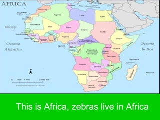 This is Africa, zebras live in Africa
 