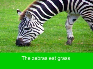 +
The zebras eat grass
The zebras eat grass
 