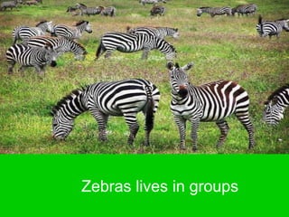 Zebras lives in groups
 