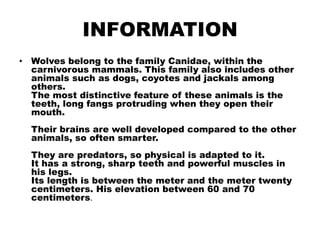 INFORMATION
• Wolves belong to the family Canidae, within the
carnivorous mammals. This family also includes other
animals such as dogs, coyotes and jackals among
others.
The most distinctive feature of these animals is the
teeth, long fangs protruding when they open their
mouth.
Their brains are well developed compared to the other
animals, so often smarter.
They are predators, so physical is adapted to it.
It has a strong, sharp teeth and powerful muscles in
his legs.
Its length is between the meter and the meter twenty
centimeters. His elevation between 60 and 70
centimeters.
 