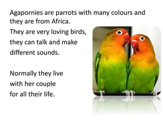 Agapornies are parrots with many colours and
they are from Africa.
They are very loving birds,
they can talk and make
different sounds.
Normally they live
with her couple
for all their life.
 