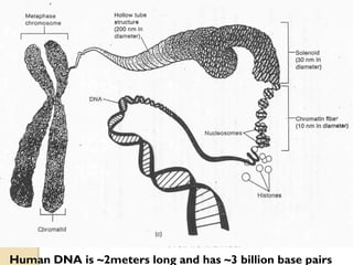 Human DNA is ~2meters long and has ~3 billion base pairs  