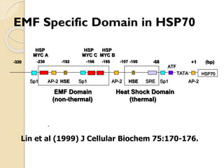 -230-160+1 (bp)-320-192-107-68-100-166HSPMYCAHSP70Sp1AP-2HSESp1AP-2HSESREATFTATASp1AP-2HSPMYCCHSPMYCBHeat Shock Domain(thermal) EMF Domain(non-thermal) . 
EMF Specific Domain in HSP70 
Lin et al (1999) J Cellular Biochem 75:170-176.  