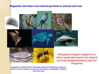Magnetite and other iron-mineral particles in animals and man 
All possess biogenic magnetite or 
other membrane bound iron-mineral 
particles (magnetosomes) used for 
navigation 
(magnetic sensitivity exists in all major groups of vertebrate animals, as 
well as in some molluscs, crustaceans and insects, including flies, chickens 
and mole rats) 
 