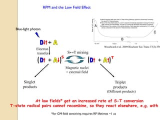 RPM and the Low Field Effect 
Singlet 
products 
Triplet 
products 
Electron 
transfer 
Magnetic nuclei 
+ external field 
Blue-light photon 
(Different products) 
S↔T mixing 
S T 
Woodward et al. 2009 Biochem Soc Trans 37(2):358-At low fields* get an increased rate of S-T conversion 
T-state radical pairs cannot recombine, so they react elsewhere, e.g. with DNA 
*for GM field sensitivity, requires RP lifetimes ~1 us 
 