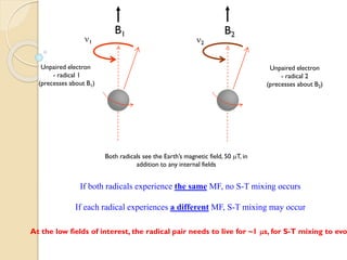 If both radicals experience the sameMF, no S-T mixing occurs 
If each radical experiences a differentMF, S-T mixing may occur 
1 
2 
Unpaired electron 
-radical 1 
(precesses about B1) 
Unpaired electron 
-radical 2 
(precesses about B2) 
Both radicals see the Earth’s magnetic field, 50 mT, in addition to any internal fields 
At the low fields of interest, the radical pair needs to live for ~1 ms, for S-T mixing to evolve 
B1 
B2  