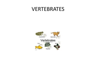 VERTEBRATES 
 