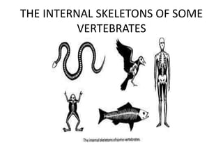 THE INTERNAL SKELETONS OF SOME 
VERTEBRATES 
 