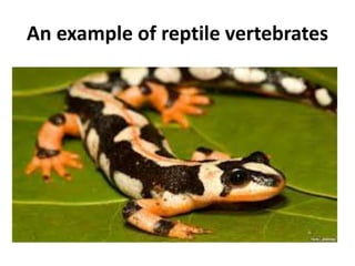 An example of reptile vertebrates 
 