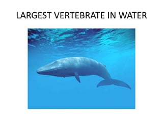 LARGEST VERTEBRATE IN WATER 
 