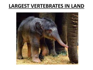 LARGEST VERTEBRATES IN LAND 
 