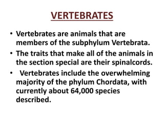 VERTEBRATES 
• Vertebrates are animals that are 
members of the subphylum Vertebrata. 
• The traits that make all of the animals in 
the section special are their spinalcords. 
• Vertebrates include the overwhelming 
majority of the phylum Chordata, with 
currently about 64,000 species 
described. 
 