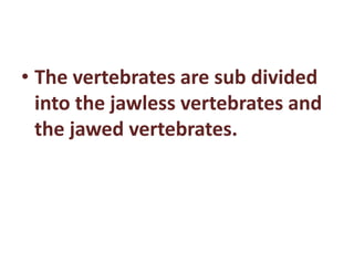 • The vertebrates are sub divided 
into the jawless vertebrates and 
the jawed vertebrates. 
 